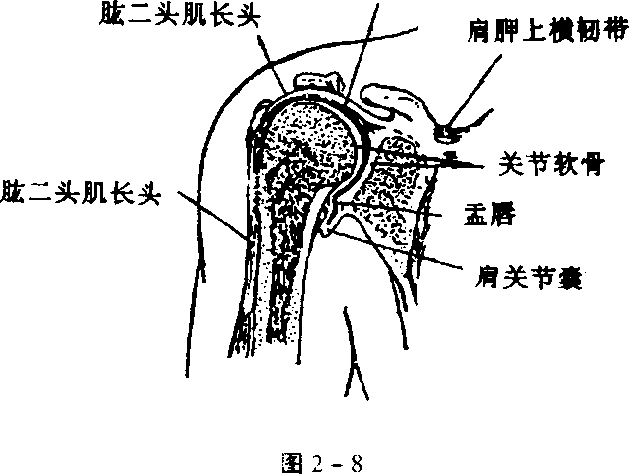 上方明显凹陷叫作缺盆肩胛骨俗称琵琶骨二在胸廓背后上方左右各一.