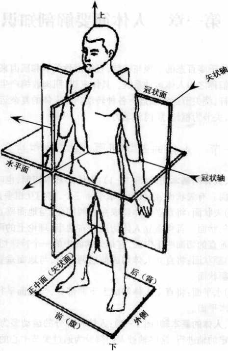 人体简要解剖知识_武术防卫学